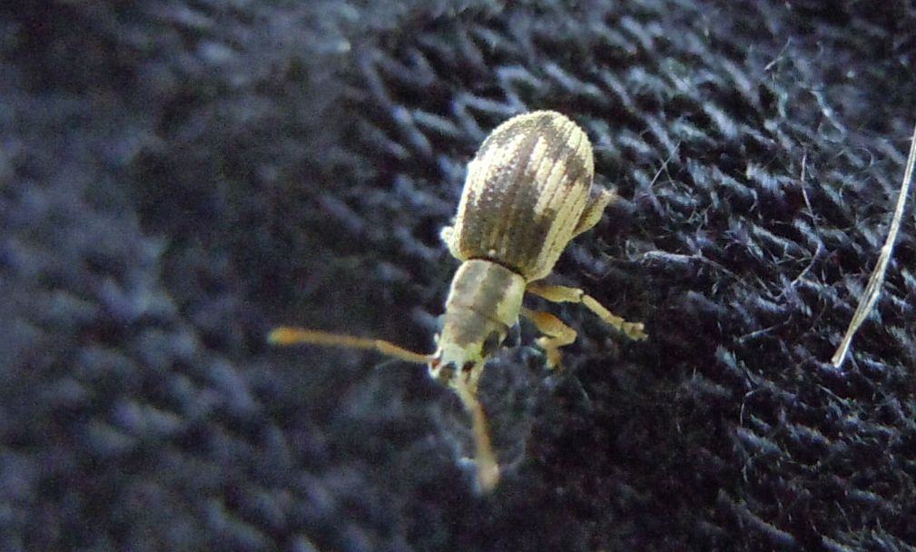 Curculionide con la freccia: Pseudomyllocerus neapolitanus